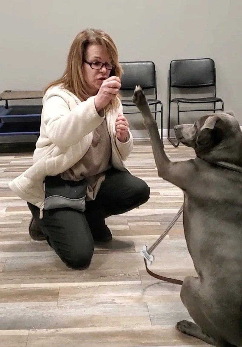 Dog Training — West Milford, NJ — Unleashed Dog Solutions