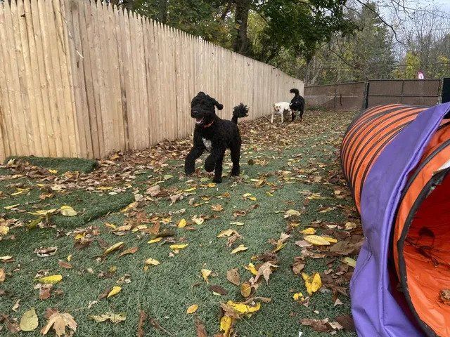 Two dogs are playing in a yard with a purple tunnel in the foreground