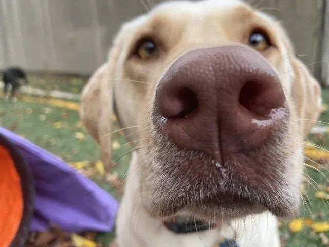 A close up of a dog 's nose with a frisbee in the background