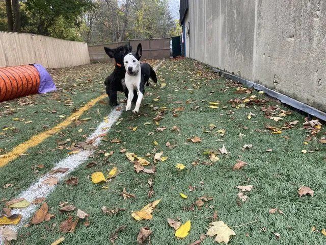 Two dogs are running on a grassy field.