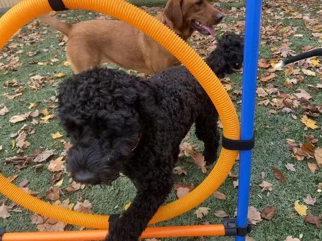 A black dog is walking through an orange hoop