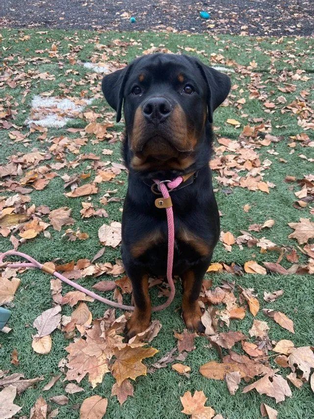 A rottweiler dog is sitting on a leash in a field of leaves.