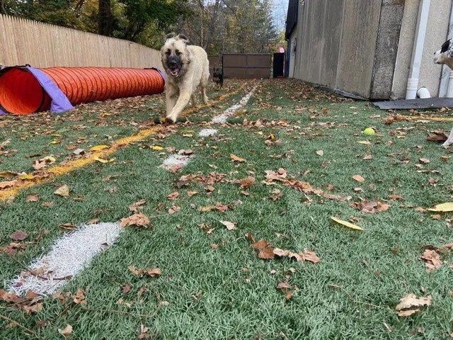 A dog is running through a tunnel on a lush green field.
