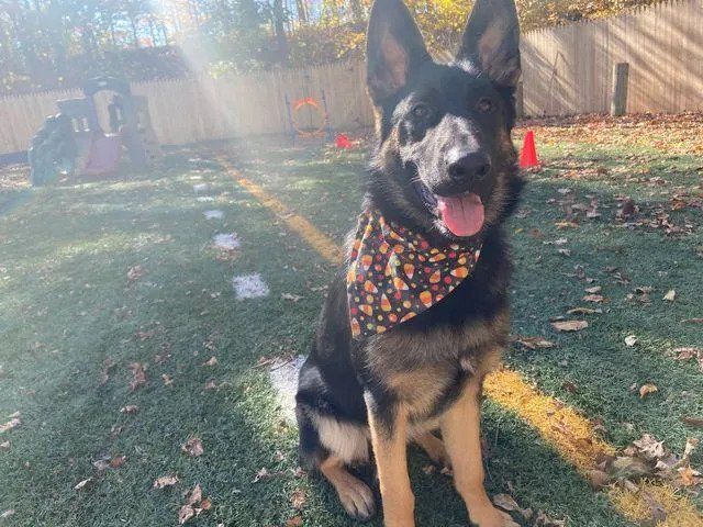 A german shepherd dog wearing a bandana is sitting on a field.