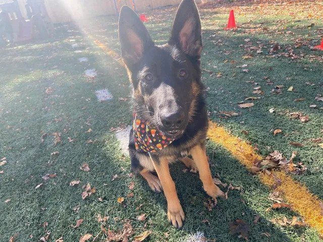 A german shepherd dog wearing a bandana is sitting on a field.