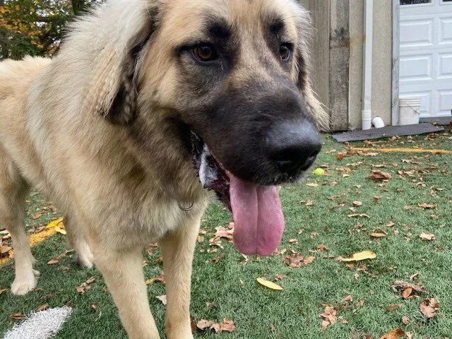 A large brown dog with a pink tongue is standing on a lush green field.