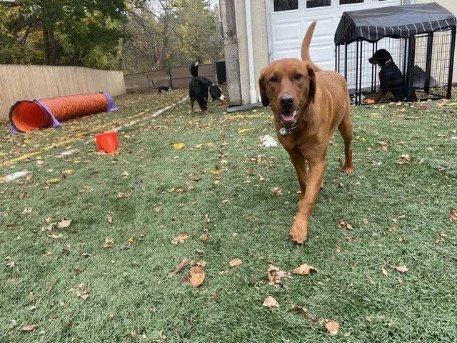 A brown dog is walking on a lush green field.
