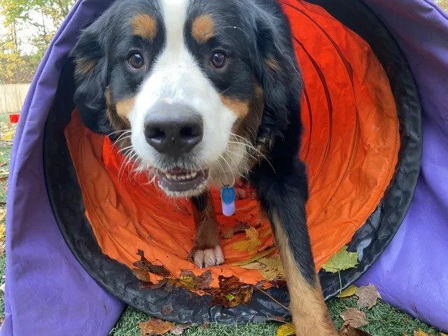 A dog is standing in a purple and orange tunnel.