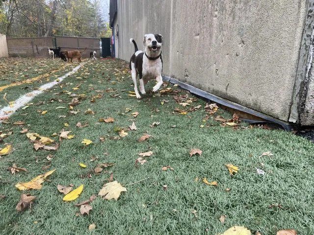 A black and white dog is running on a lush green field.