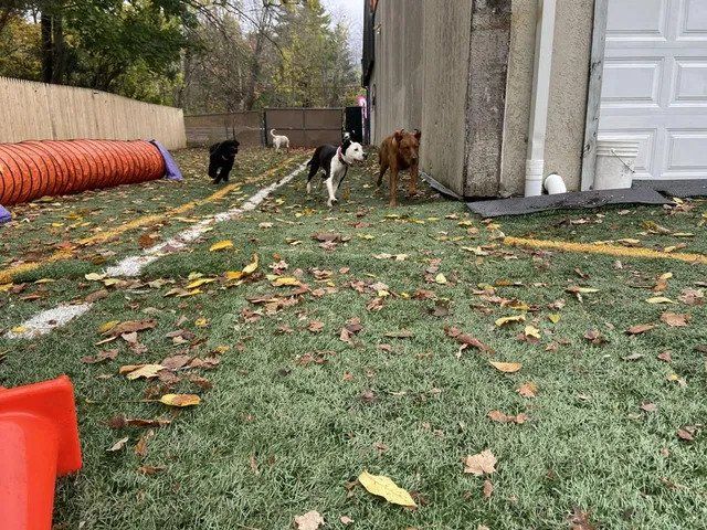 A group of dogs are playing in a yard next to a garage door.
