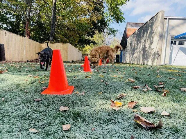 A dog is standing next to an orange cone on the grass.
