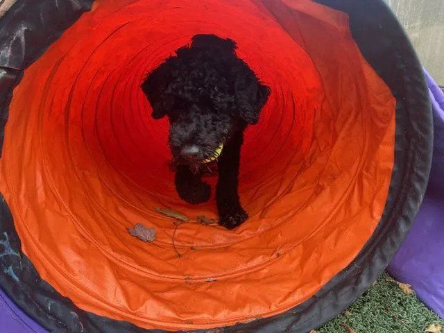 Dog Inside Tunnel — West Milford, NJ — Unleashed Dog Solutions