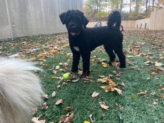 Black Dog Playing Ball — West Milford, NJ — Unleashed Dog Solutions