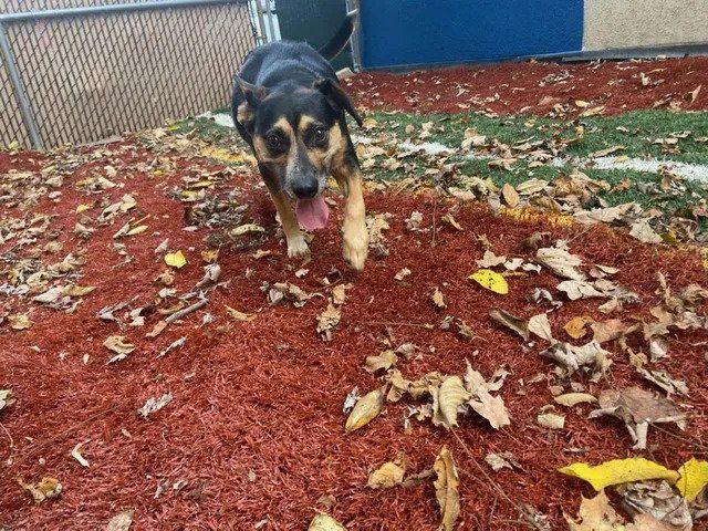 Happy Dog Running — West Milford, NJ — Unleashed Dog Solutions