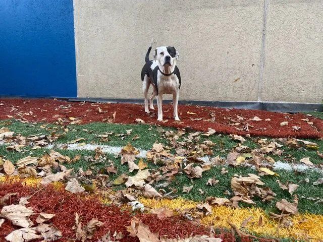 Dog Standing — West Milford, NJ — Unleashed Dog Solutions