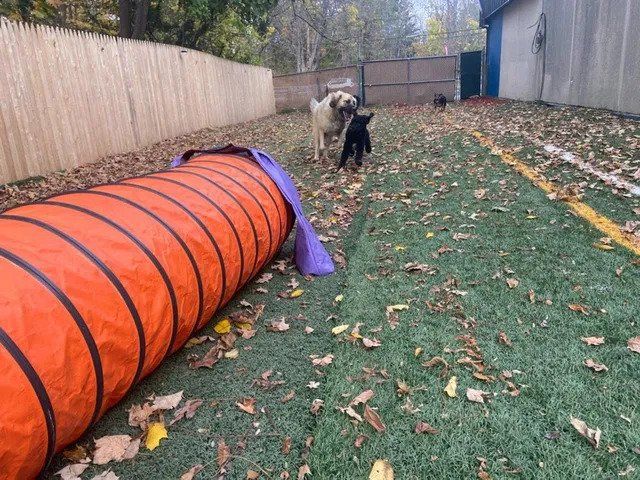 Two Dogs Running — West Milford, NJ — Unleashed Dog Solutions