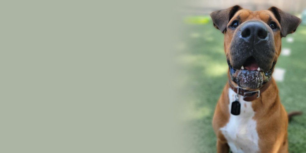 Brown dog with his nose near the camera — West Milford, NJ — Unleashed Dog Solutions