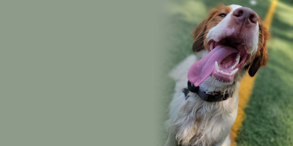 Dog with its tongue sticking out — West Milford, NJ — Unleashed Dog Solutions