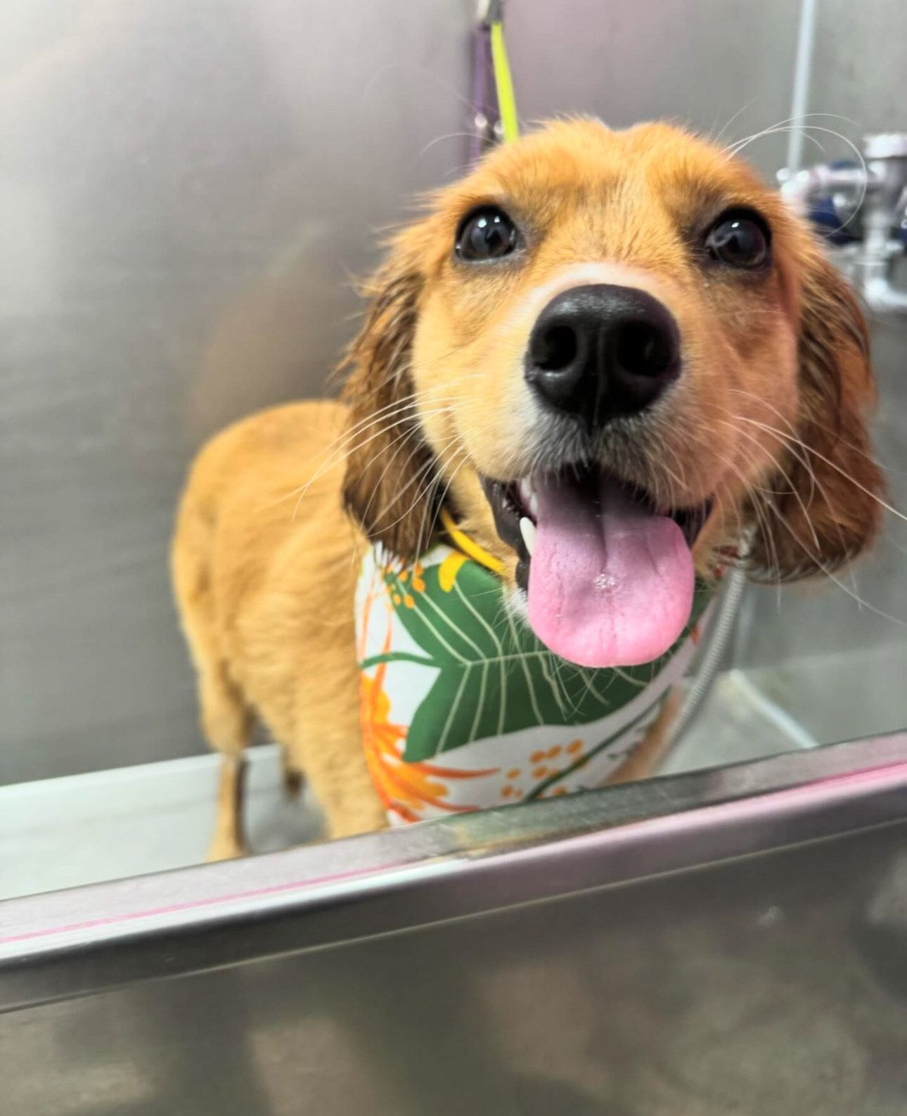A brown dog wearing a bandana is looking out of a window.