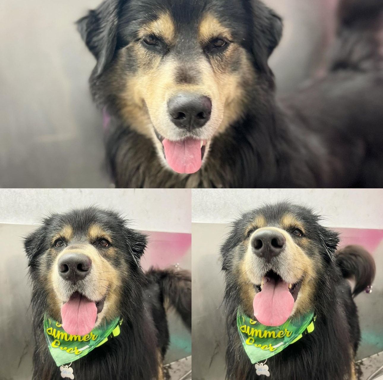 A dog wearing a bandana that says summer