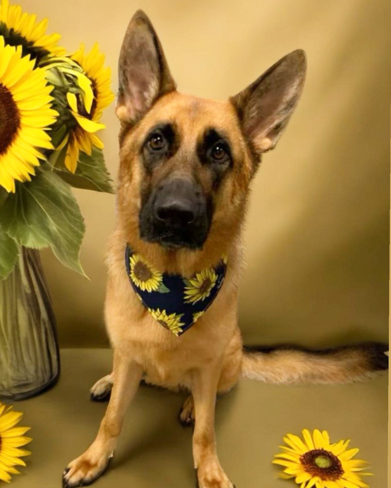 A german shepherd wearing a bandana with sunflowers on it