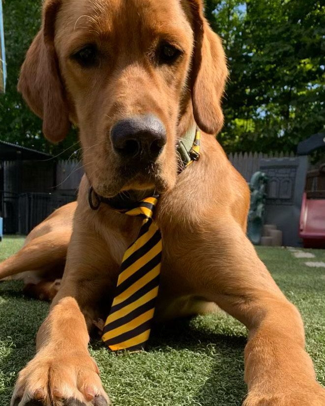 A brown dog wearing a yellow and black striped tie