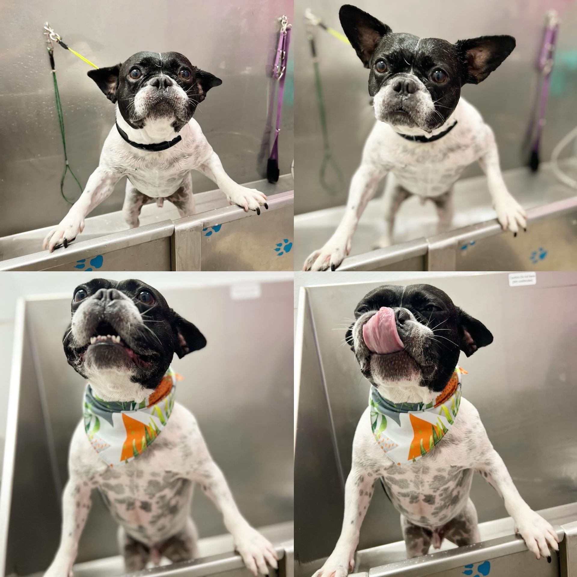 Four pictures of a black and white dog in a sink