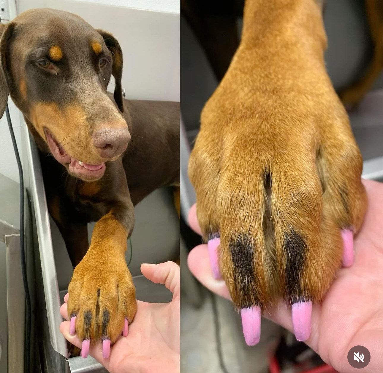 A close up of a dog 's paw with pink nails