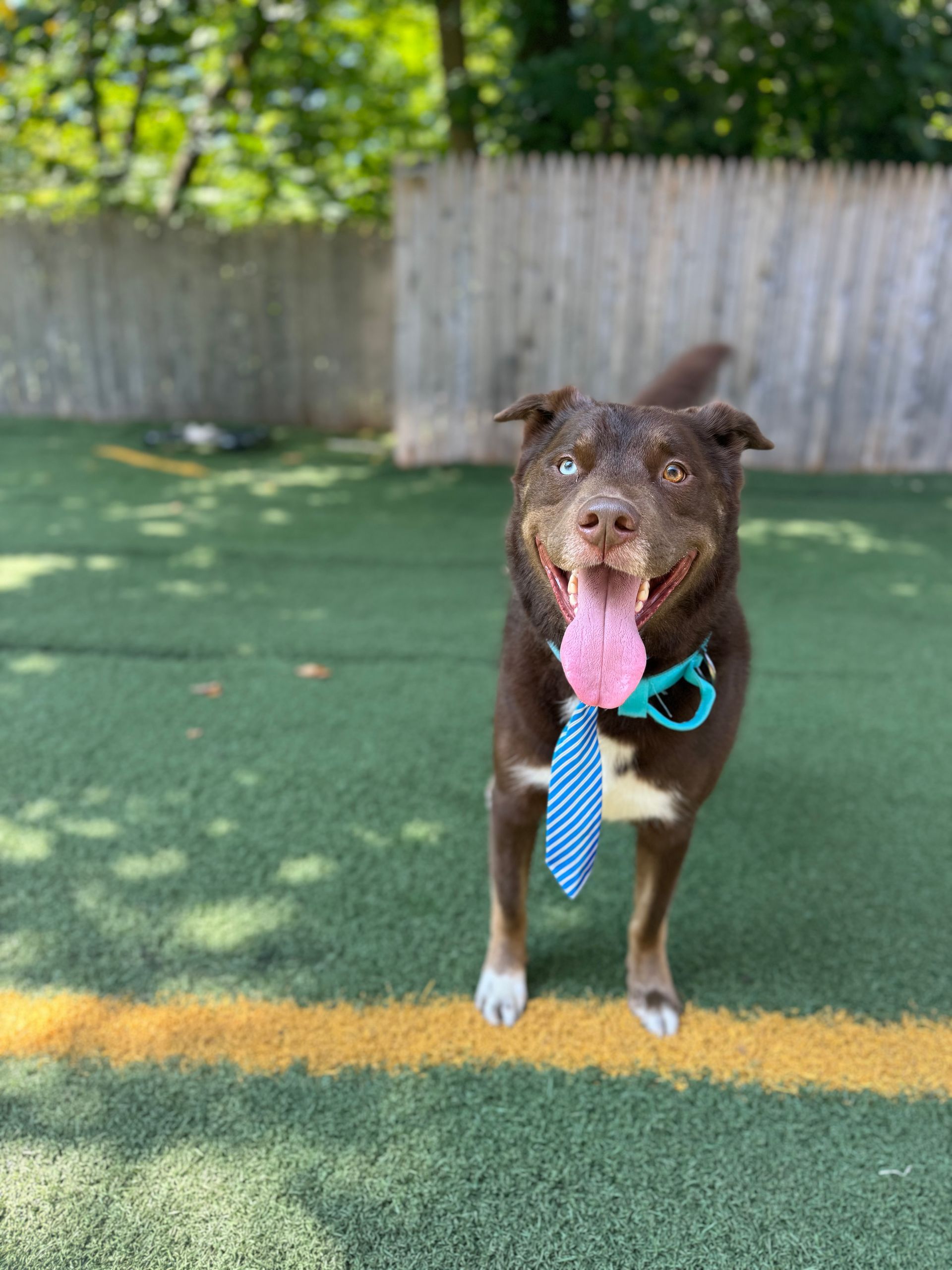 A brown and white dog wearing a blue tie is standing on a grassy field.