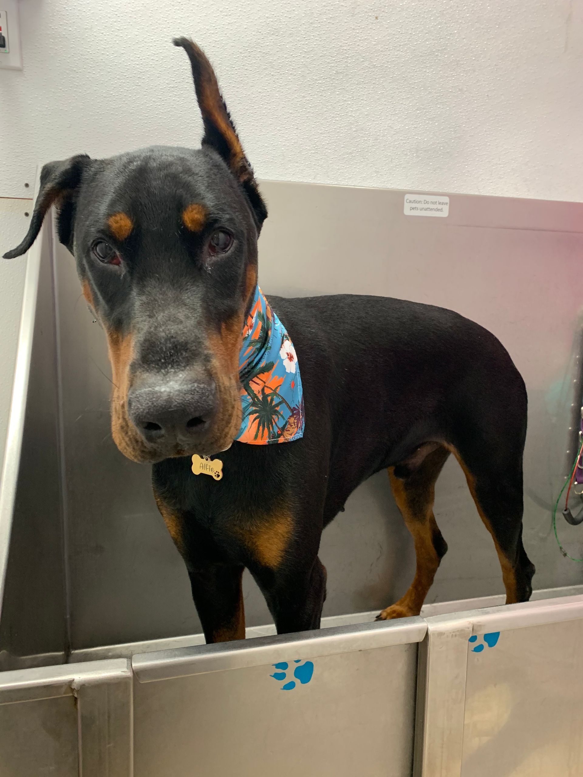 A black and brown dog wearing a bandana is standing in a bathtub.