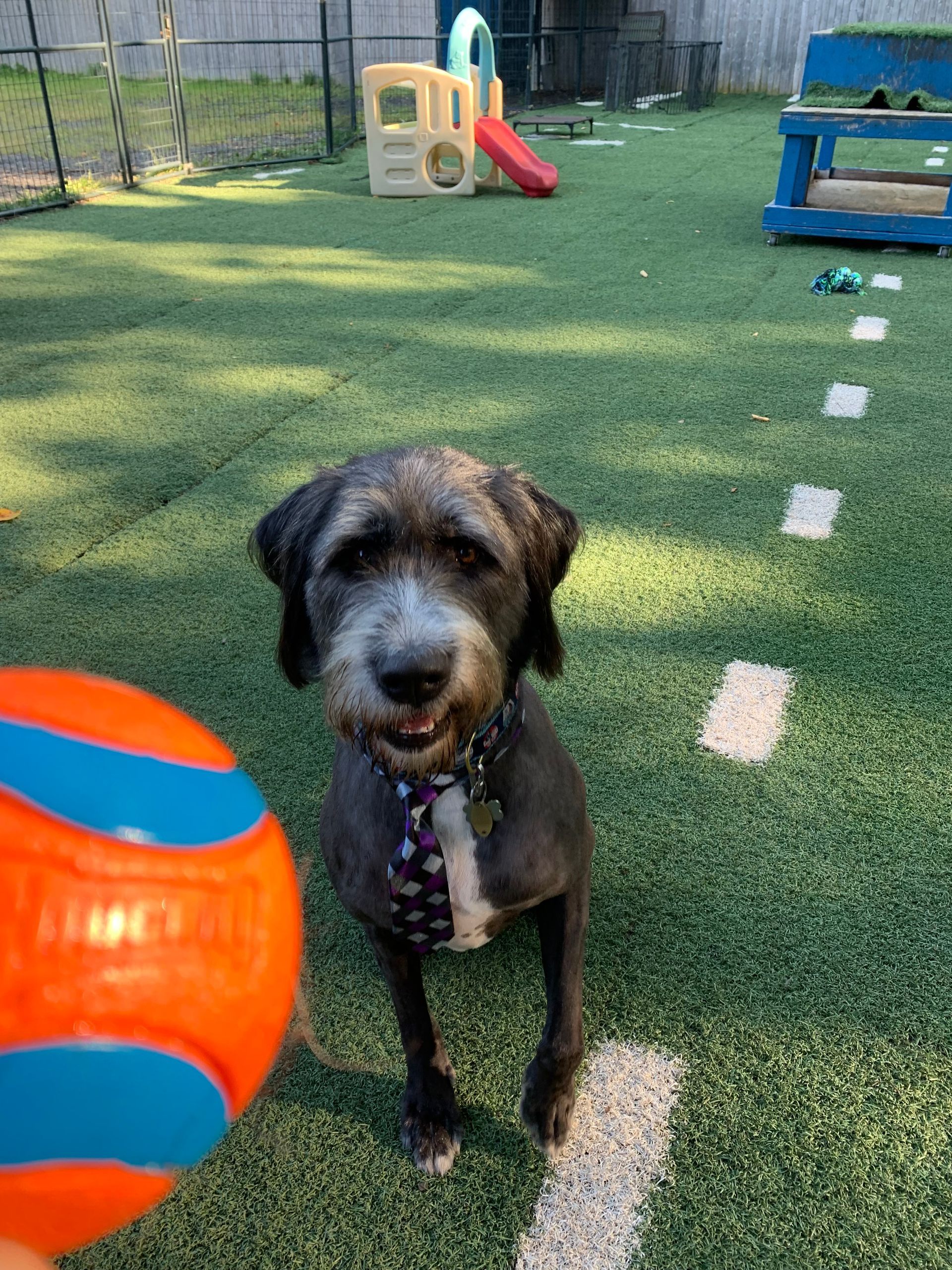 A dog is standing on a lush green field next to an orange ball.