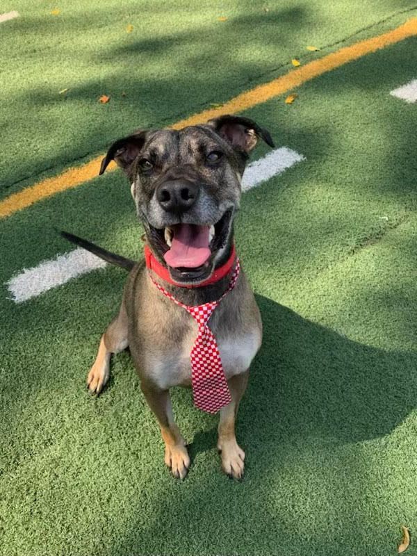 A dog wearing a red tie and collar is sitting on a field.