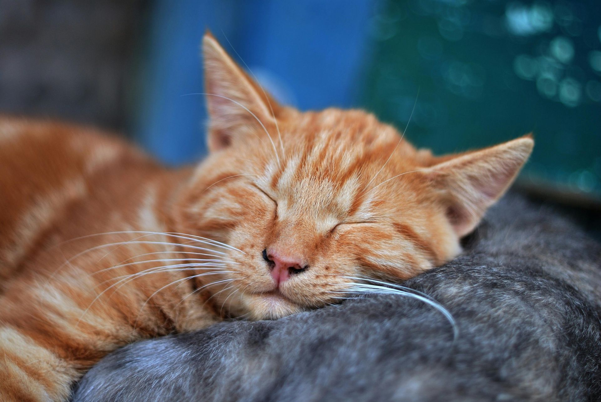 A close up of a cat sleeping on top of a dog.