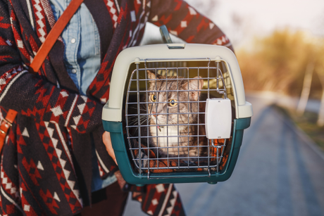 picture of a cat being transported by a woman in a red outfit.