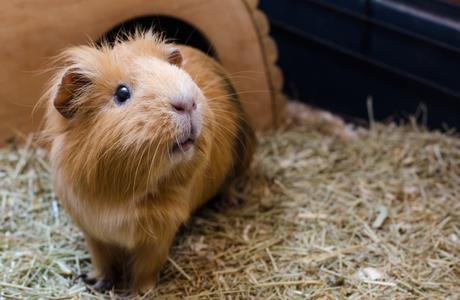 picture of a light brown guinea pig in its cage
