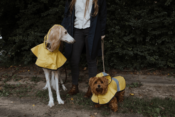 picture of a woman dressed in blue and white walking two dogs. One tall white dog and one short brown dog.