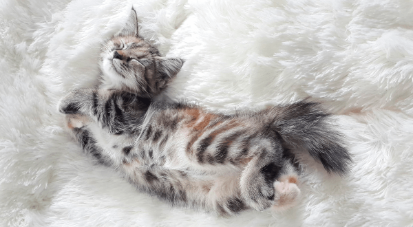 Picture of a kitten sleeping on a white rug.