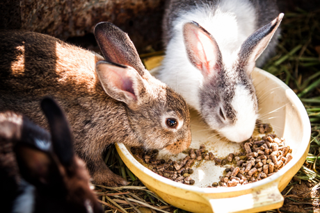 picture of two rabbits, one is brown and the other is white and brown eating out of a bowl.