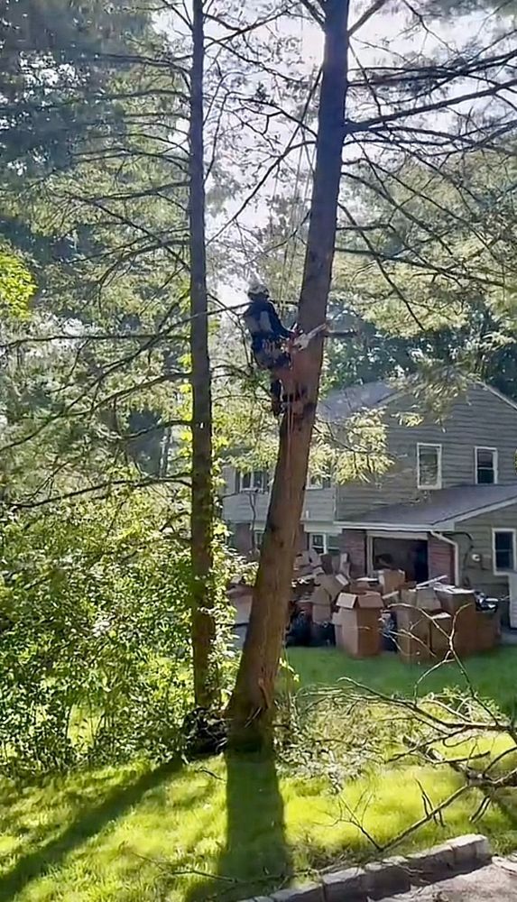 Leos Tree and Lawn Service, Inc Tree Services