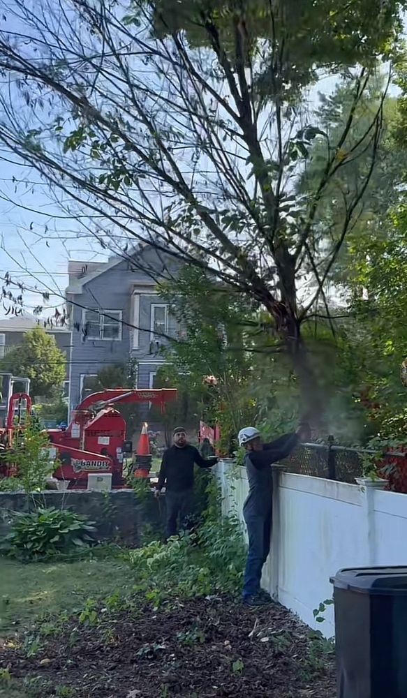 Leos Tree and Lawn Service, Inc Tree Services