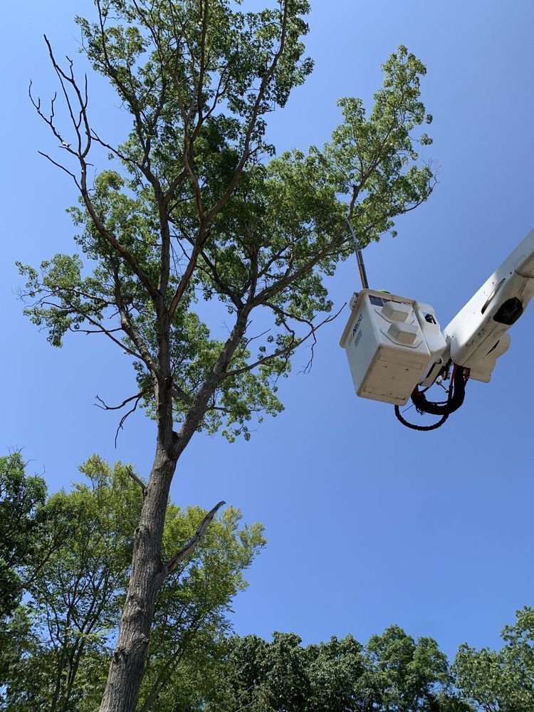 Leos Tree and Lawn Service Inc Photo