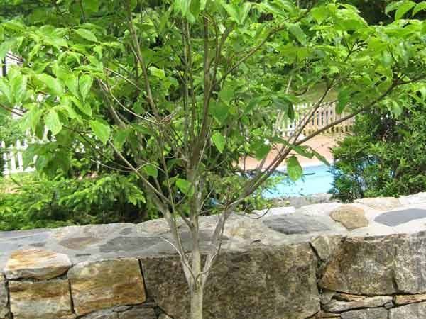 Leos Tree and Lawn Service Inc Photo