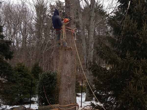 Leos Tree and Lawn Service Inc Photo