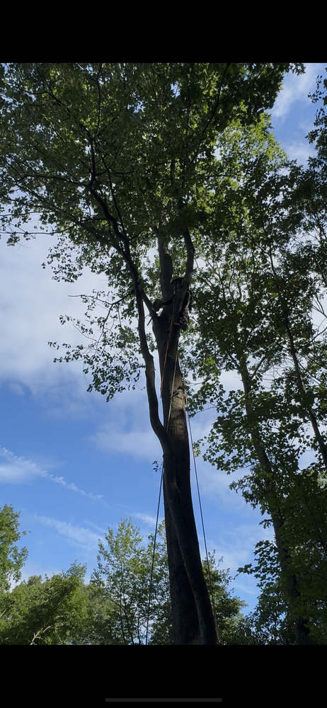 Leos Tree and Lawn Service Inc Photo