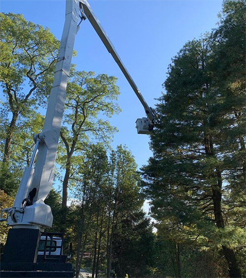 Leos Tree and Lawn Service Inc Photo