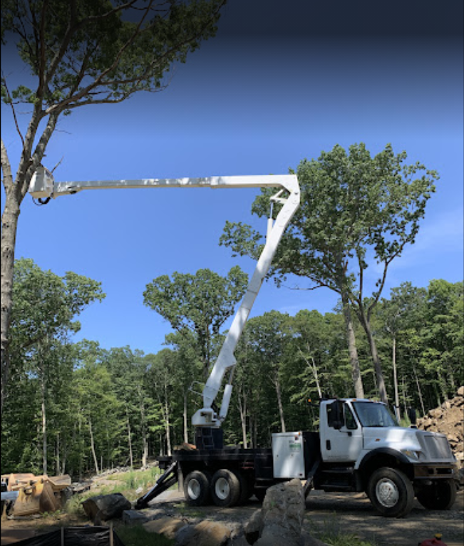 Leos Tree and Lawn Service Inc Tree Gallery Photo