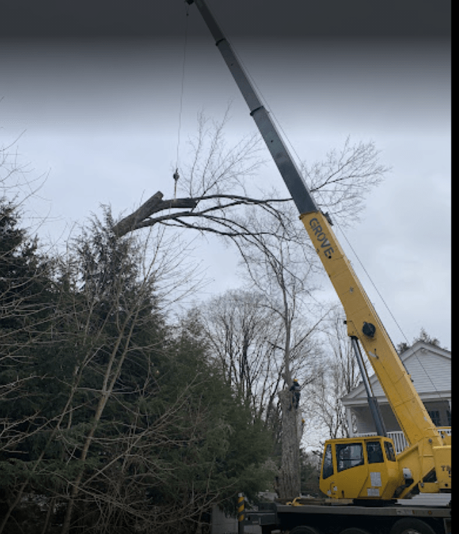 Leos Tree and Lawn Service Inc Photo