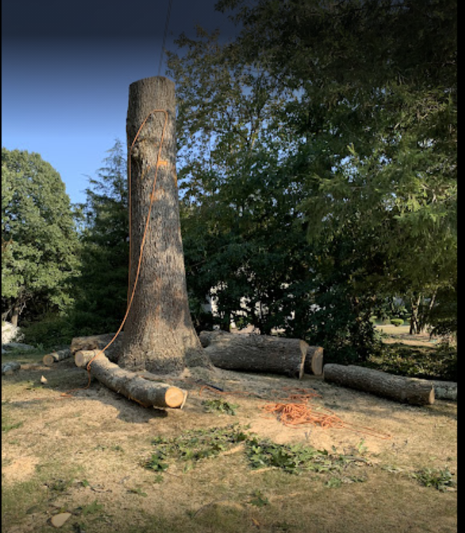 Leos Tree and Lawn Service Inc Photo