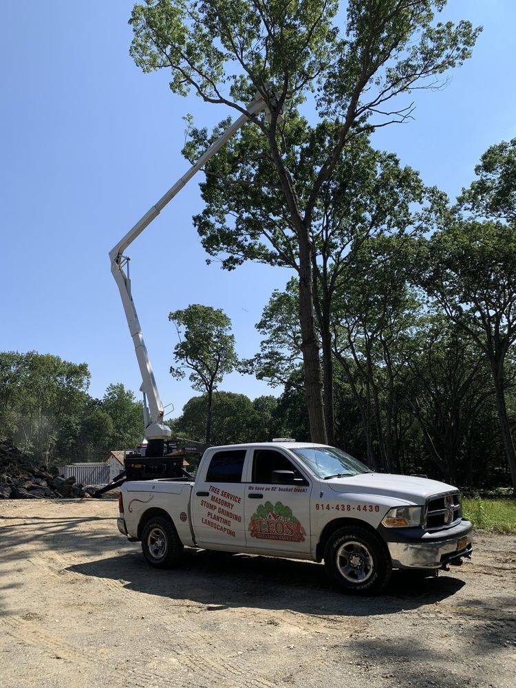 Leos Tree and Lawn Service Inc Tree Gallery Photo