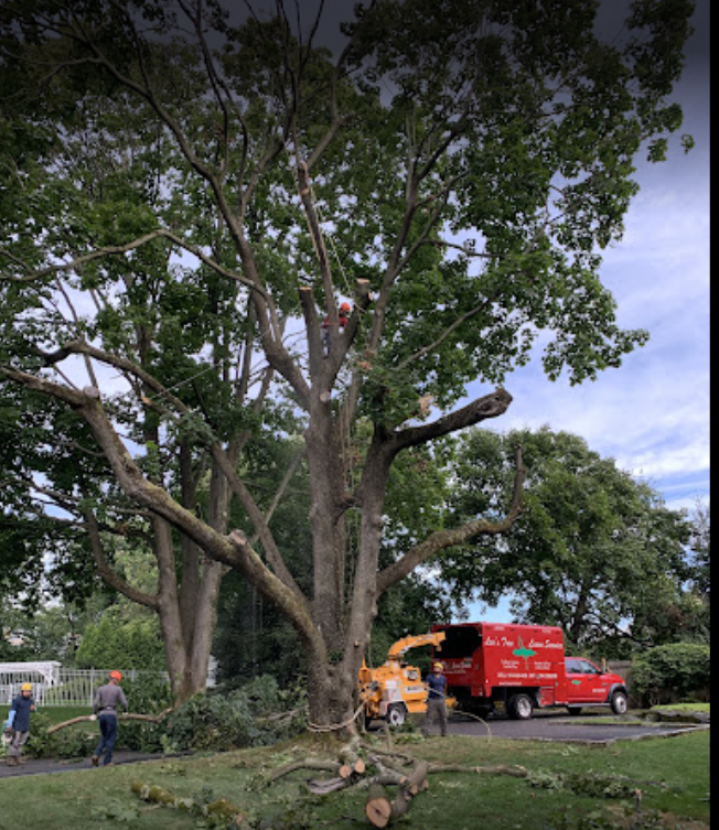 Leos Tree and Lawn Service Inc Photo